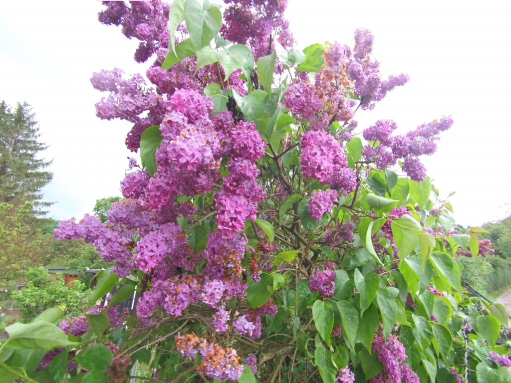 Kolory są bogate, a obrazy dość szczegółowe